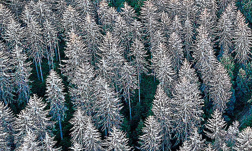 Naturschutz und Rechtsextremismus: Mythos „Deutscher Wald“ Naturschutz und Rechtsextremismus: Mythos „Deutscher Wald“